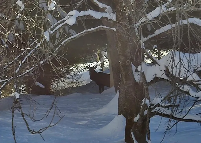 Tabia Del Belli * Livinallongo Del Col Di Lana