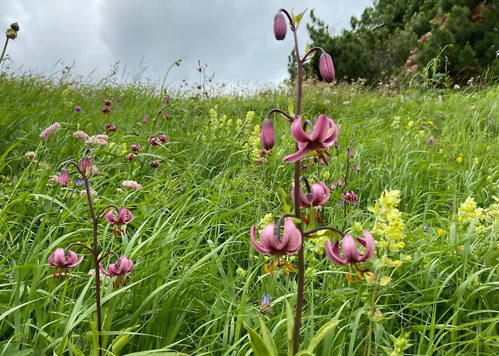 Tabia Del Belli Holiday home *